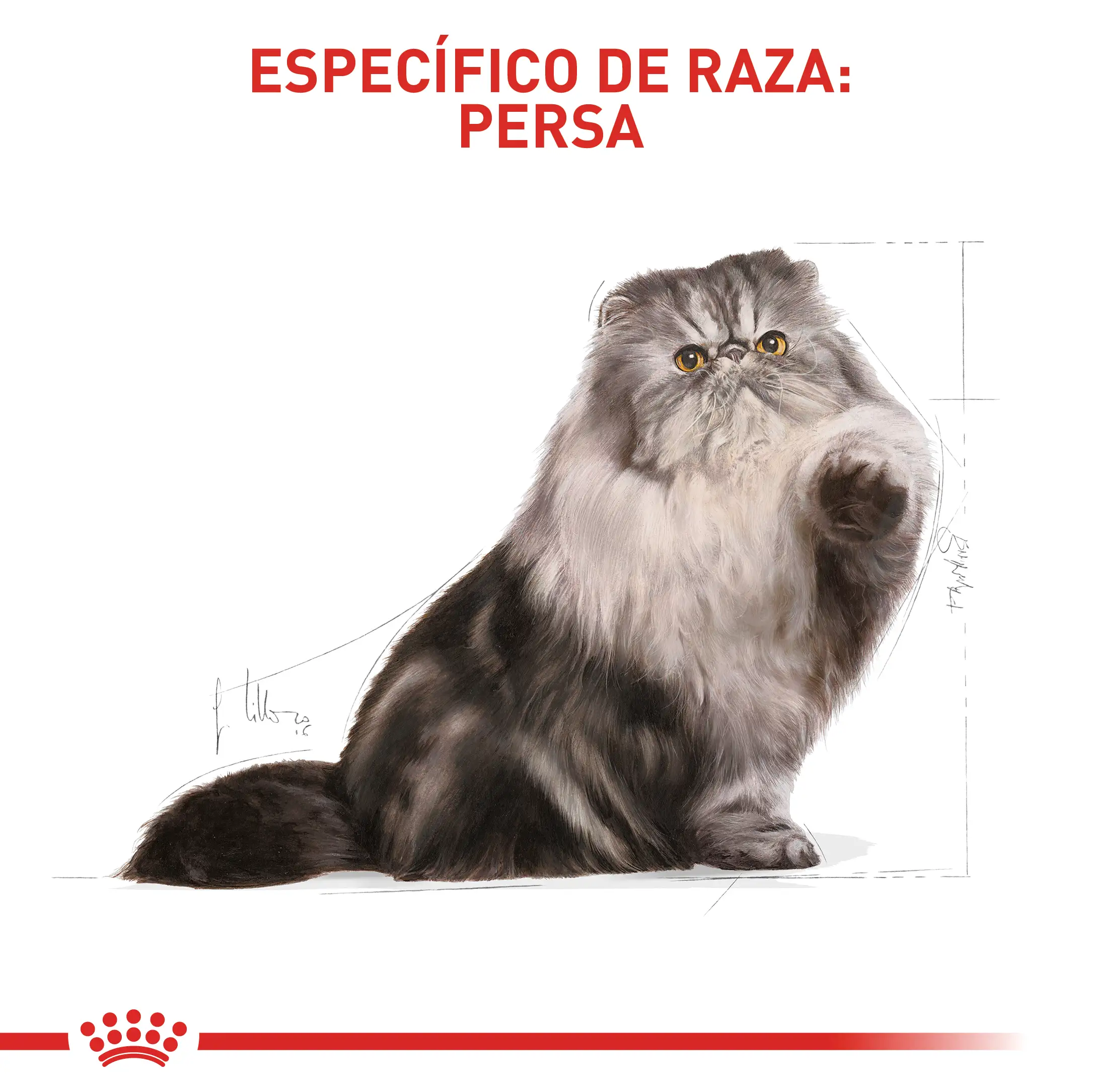 Alimento Royal Canin Fbn Persian Adulto - Image 4