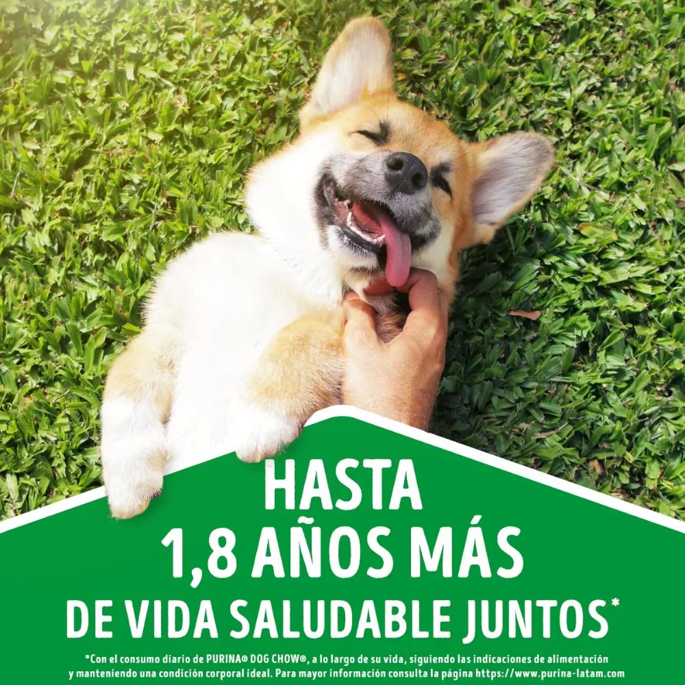 Comida Húmeda Para Perro Dog Chow Todos Los Tamaños Con Carne X 100 GR - Image 6