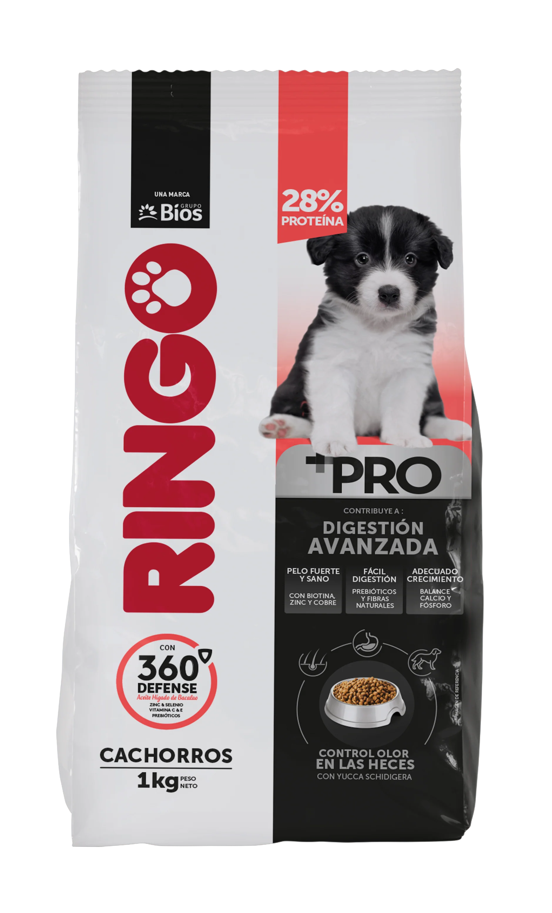Ringo +Pro Cachorro
